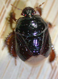 Cyrtomenus ciliatus